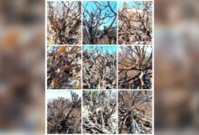vegetación nativa por calentamiento global