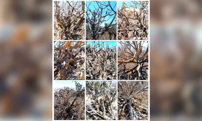 vegetación nativa por calentamiento global